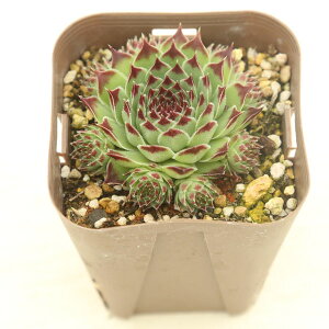 yX_ꐶYzA ZyrE ejAi 7.5Z`|bgc S6038