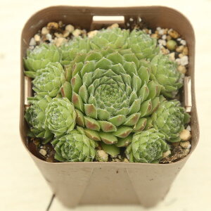 yX_ꐶYzA ZyrE [R 7.5Z`|bgc S6017