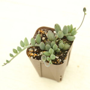 yX_ꐶYzA ZlVI A[hlbNX 7.5Z`|bgc N7007