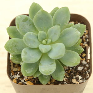 【当店農場生産】多肉植物 セダム クラバツム 7.5センチポット苗 J6022