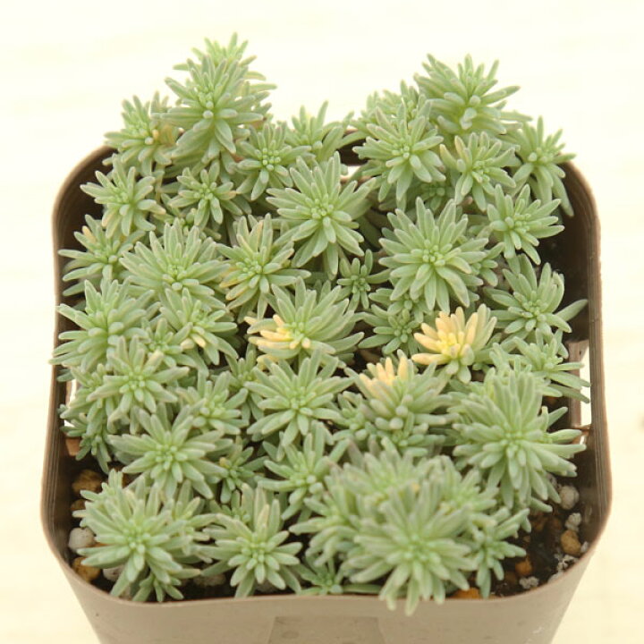 楽天市場】【当店農場生産】多肉植物 セダム クリームソーダ 7.5センチ 