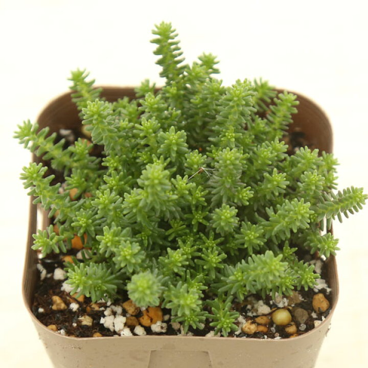 楽天市場】【当店農場生産】多肉植物 セダム サクサグラレ モス 