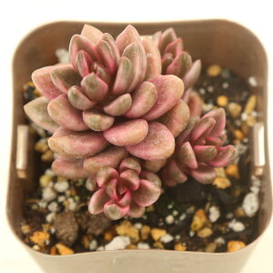 yX_ꐶYzA OvgxA `R[g 7.5Z`|bgc J6042