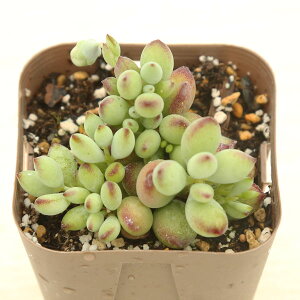 yX_ꐶYzA R`h yfX 7.5Z`|bgc J7041