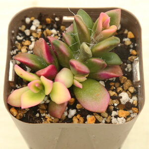 yX_ꐶYzA AiJvZX  7.5Z`|bgc J6013