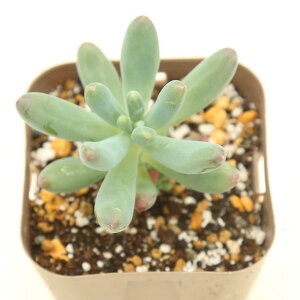 yX_ꐶYzA Z_ S 7.5Z`|bgc ՂƂt킢炵 J6016