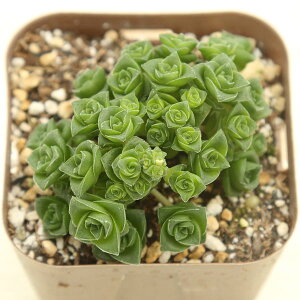 yX_ꐶYzA NbX \VAX 7.5Z`|bgc CR7010