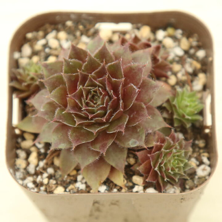 楽天市場】【当店農場生産】多肉植物 センペルビウム レッドルビン 7.5 