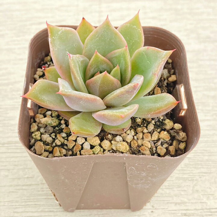 楽天市場】【当店農場生産】○多肉植物 エケベリア ピンクローズ 7.5 