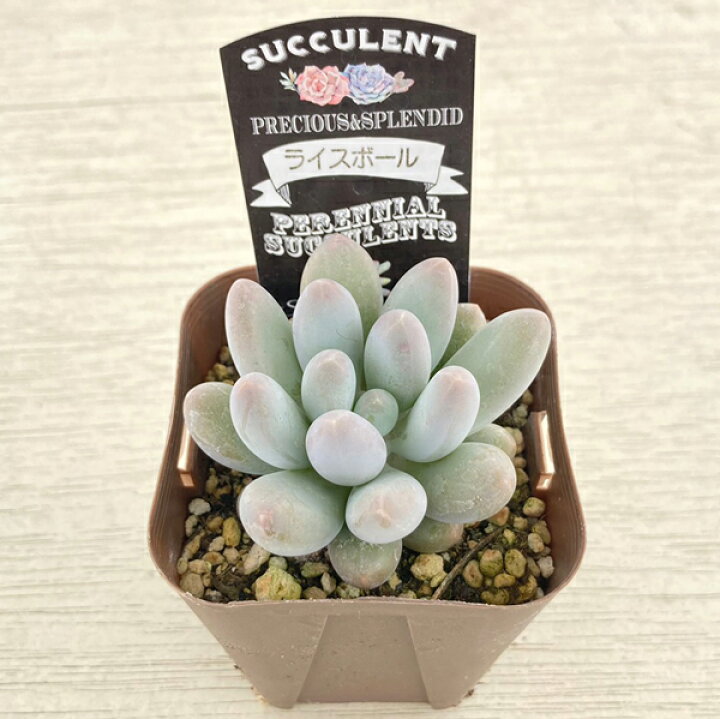 楽天市場】【当店農場生産】○多肉植物 パキフィツム ライスボール 7.5 
