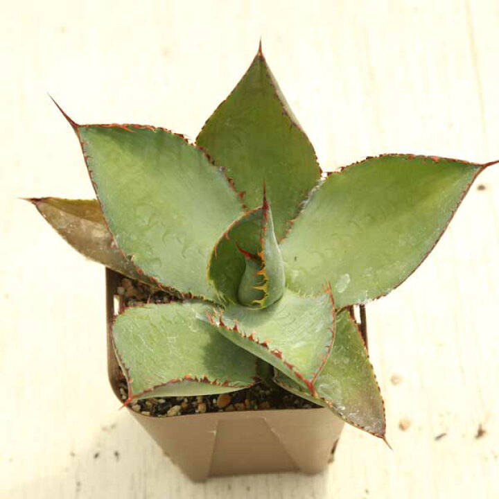楽天市場】【当店農場生産】多肉植物 アガベ ボビコルヌータ 