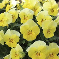 【当店農場生産】ビオラ ももか れもん（花なし苗） 9センチポット苗 花壇や寄せ植えに♪