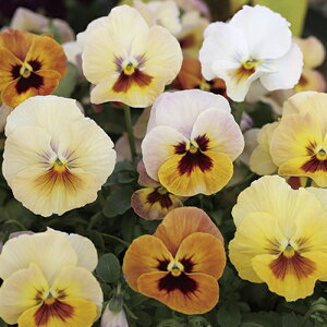 【当店農場生産】小輪パンジー わらく アプリコットティー(花なし苗) 9センチポット苗 花壇や寄せ植えに♪