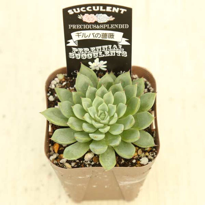 楽天市場】【当店農場生産】多肉植物 エケベリア ギルバの薔薇 7.5 
