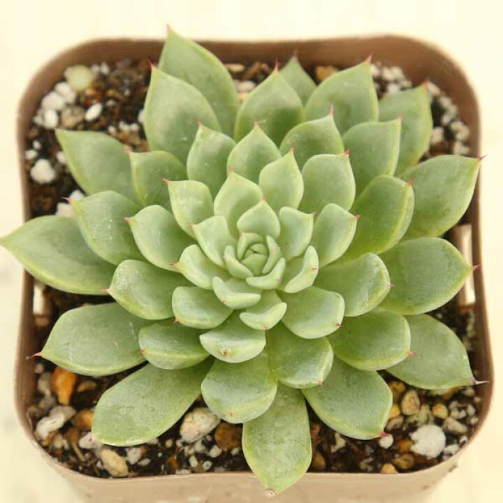 楽天市場】【当店農場生産】多肉植物 エケベリア ギルバの薔薇 7.5 