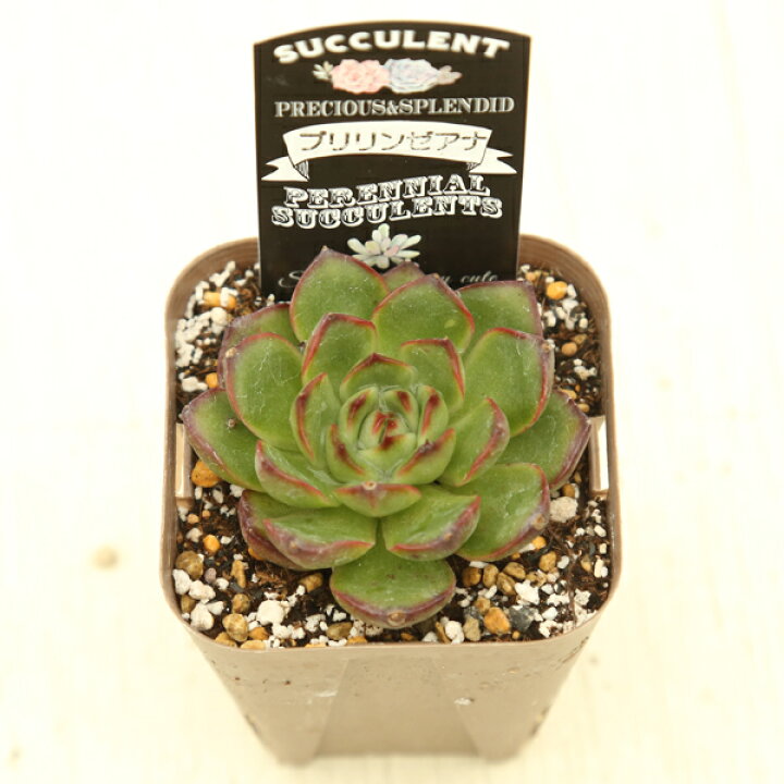 楽天市場】【当店農場生産】○多肉植物 エケベリア プリリンゼアナ 7.5  