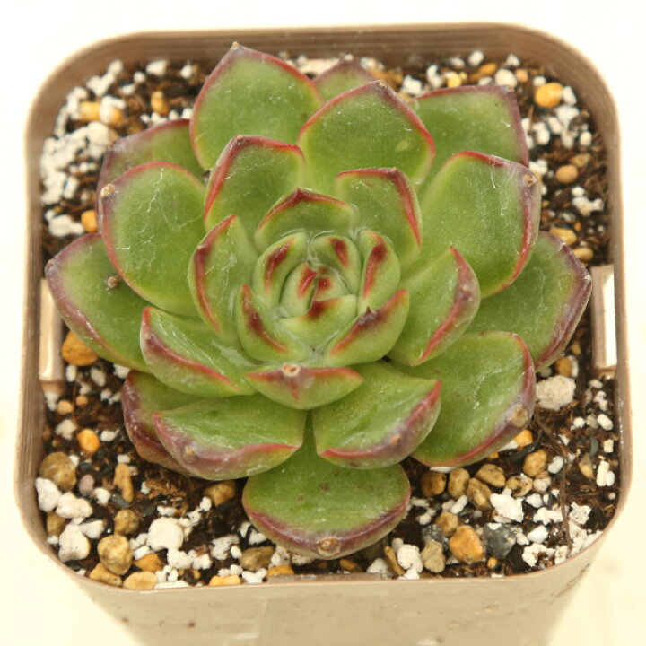 楽天市場】【当店農場生産】○多肉植物 エケベリア プリリンゼアナ 7.5  