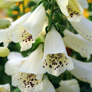 yX_ꐶYzWL^X _VA N[ 9Z`|bgc AԒdɍœKI