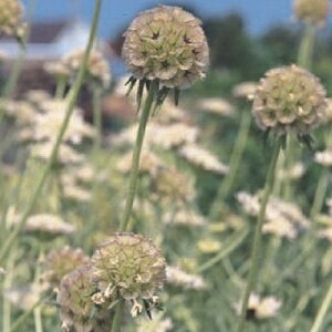 【当店農場生産】スカビオサ ドラムスティック 9センチポット苗 耐寒性 切花種