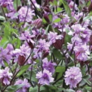 yX_ꐶYzVl Vx CbN 9Z`|bgc N