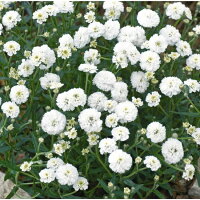 【当店農場生産】アキレアマシュマロ9センチポット苗一面に白い花が咲きます♪