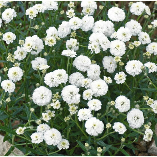 【当店農場生産】アキレアマシュマロ9センチポット苗一面に白い花が咲きます♪