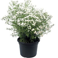 【当店農場生産】アキレアマシュマロ9センチポット苗一面に白い花が咲きます♪