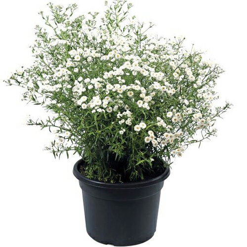 【当店農場生産】アキレアマシュマロ9センチポット苗一面に白い花が咲きます♪