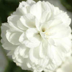 【当店農場生産】アキレアマシュマロ9センチポット苗一面に白い花が咲きます♪