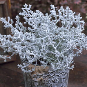 【当店農場生産】カロケファルス シルバーボーイ 9センチポット苗 寄せ植えにピッタリ☆