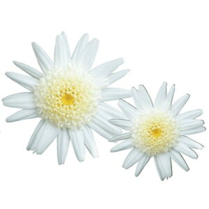 yX_ꐶYz}[Kbg oj{lbg PW 9Z`|bgc ϊN