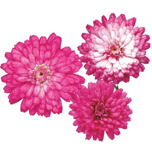 yX_ꐶYz}[Kbg t{[YXt PW 9Z`|bgc ϊN