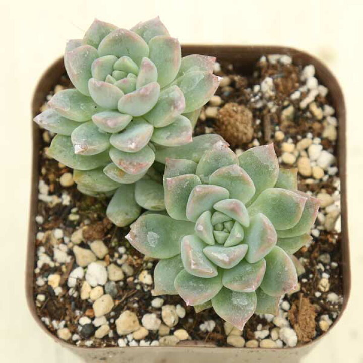 楽天市場】【当店農場生産】多肉植物 プロリフェラ 7.5センチポット苗 