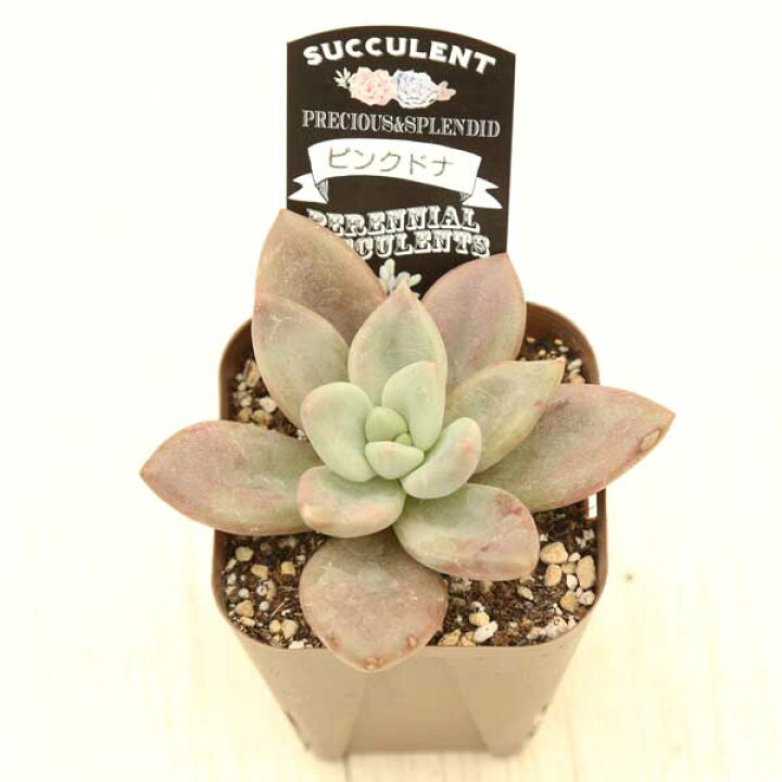 楽天市場】【当店農場生産】◇多肉植物 エケベリア ピンクドナ 7.5  