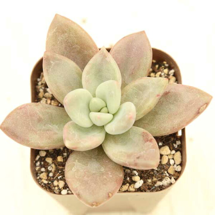 楽天市場】【当店農場生産】◇多肉植物 エケベリア ピンクドナ 7.5  