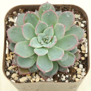 yX_ꐶYzA GPxA EVX 7.5Z`|bgc J6043