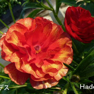 ���i���L�����X���b�N�X