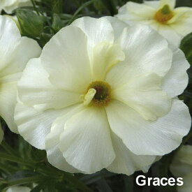 【当店農場生産】ラナンキュラス ラックス グレーシス 9センチポット苗