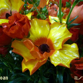 【当店農場生産】ラナンキュラス ラックス ミノアンII 9センチポット苗