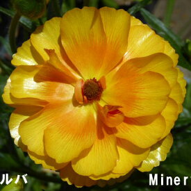 【当店農場生産】ラナンキュラス ラックス ミネルバ 9センチポット苗