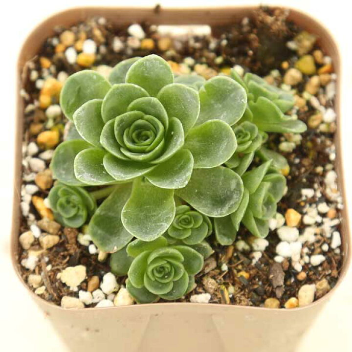 楽天市場】【当店農場生産】多肉植物 アエオニウム ドドランタリス 7.5 