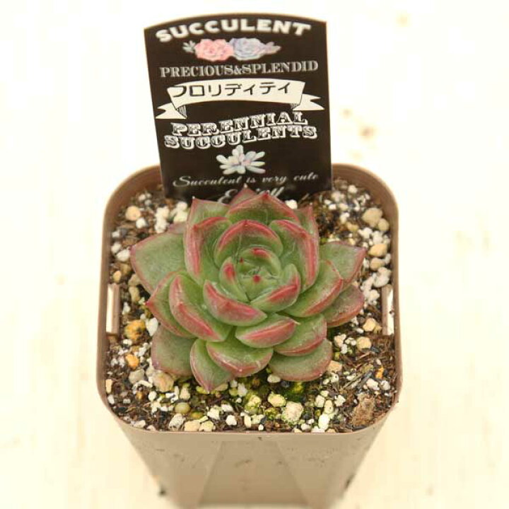楽天市場】【当店農場生産】○多肉植物 エケベリア フロリディティ 7.5 