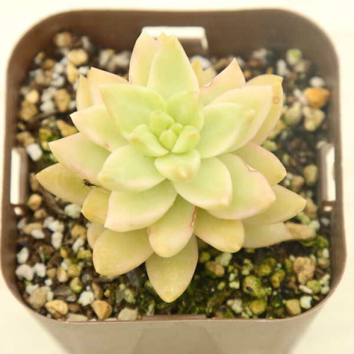 楽天市場】【当店農場生産】多肉植物 セダム 黄麗錦（オウレイ錦、月の 
