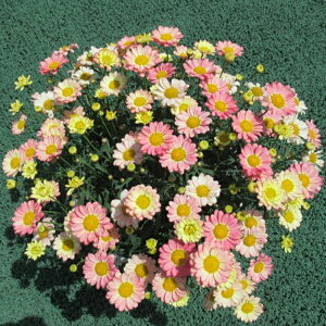 yX_ꐶYz}[Kbg X}bV AvRbgsN 9Z`|bgc ϊN