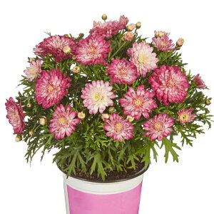 yX_ꐶYz}[Kbg X}bV _uXgx[N[ 9Z`|bgc ϊN