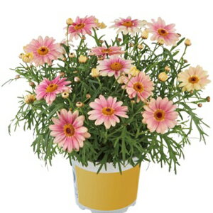 yX_ꐶYz}[Kbg X}bV s[`AC 9Z`|bgc ϊN