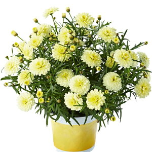 yX_ꐶYz}[Kbg X}bV _uv[Y 9Z`|bgc ϊN