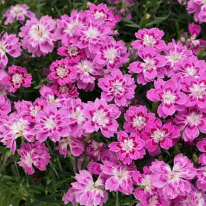 yX_ꐶYzlCiI_CATX t[A[ TNhbv PW 9Z`|bgc