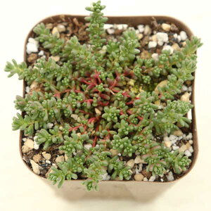 yX_ꐶYzA Z_ XetR 7.5Z`|bgc J7034