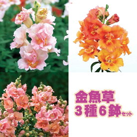 【当店農場生産】八重咲きキンギョソウ トゥイニーシリーズ 3種類6鉢セット